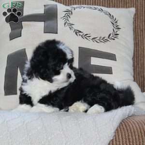 Abby, Shih Tzu Puppy